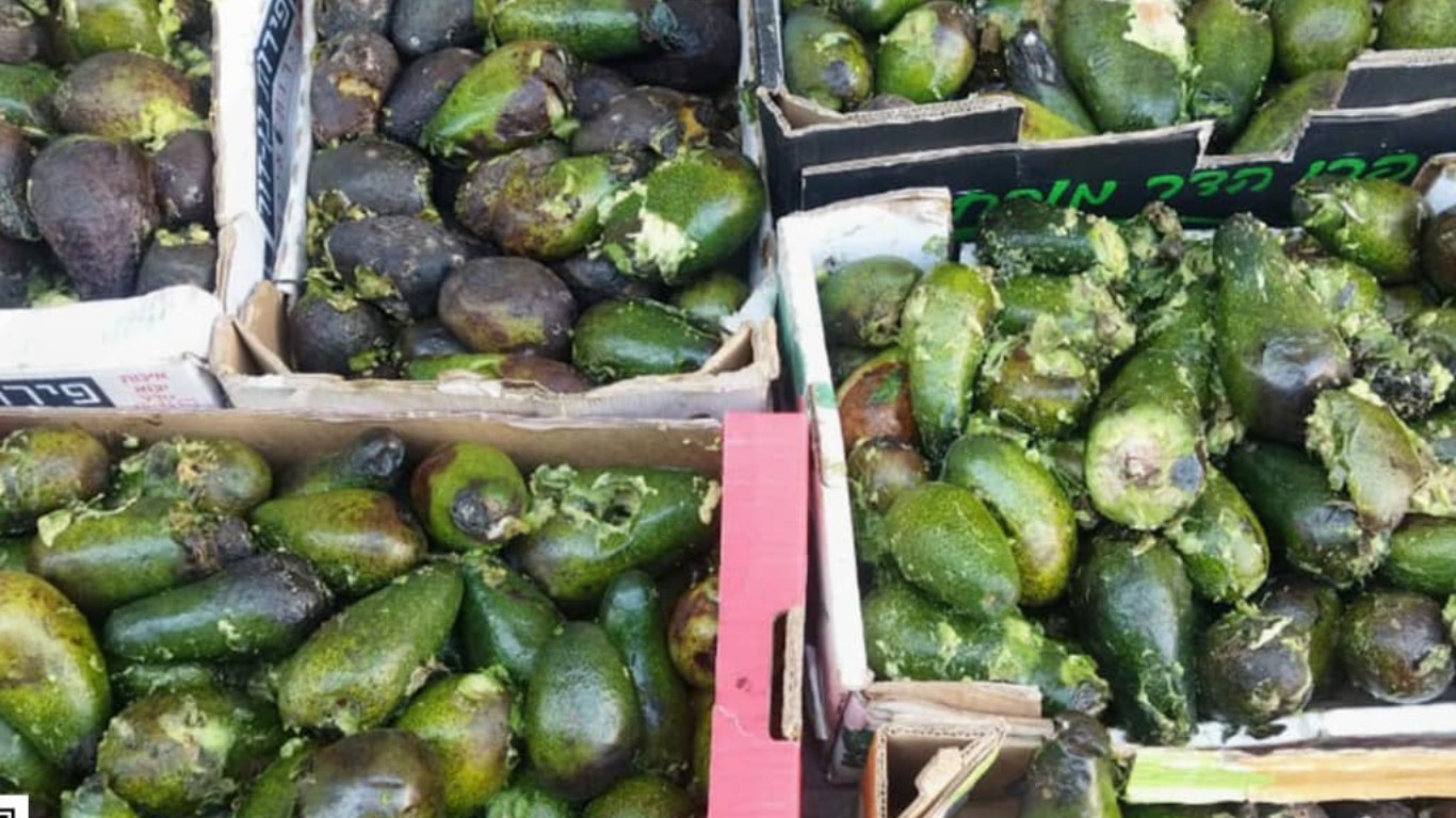 المتابعة الدورية والتفتيش بالتعاون مع وزارة الصحة والاقتصاد ومباحث التموين وشرطة البلديات.