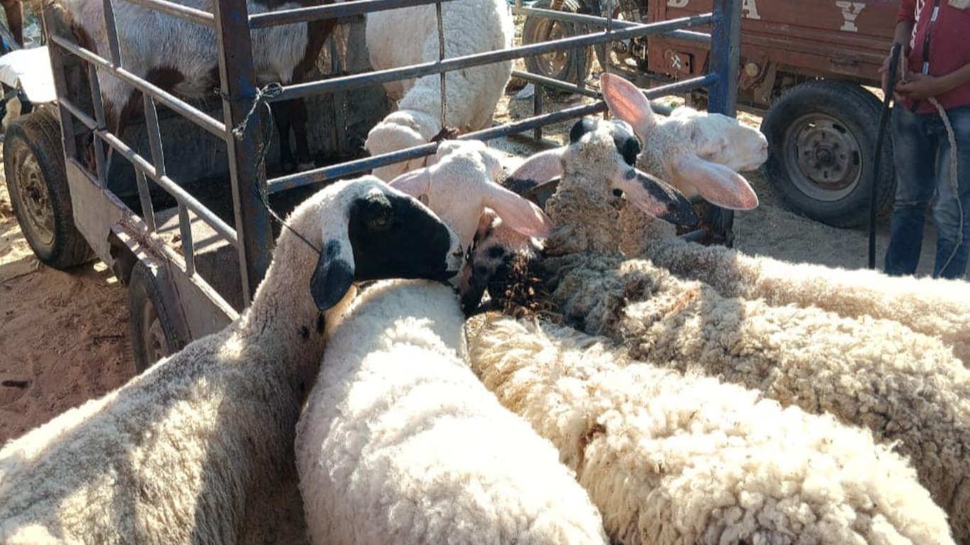 بلدية البريج بالتعاون مع شرطة البلديات في المحافظة الوسطى خلال تنظيم سوق الحلال الشعبي.